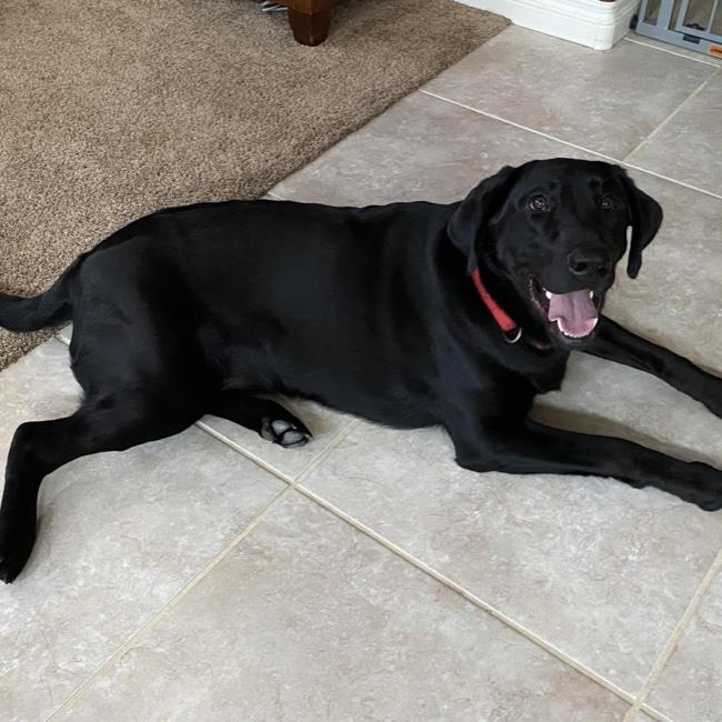 Dogs For Adoption – Labs and More