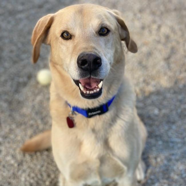 Dogs For Adoption – Labs and More