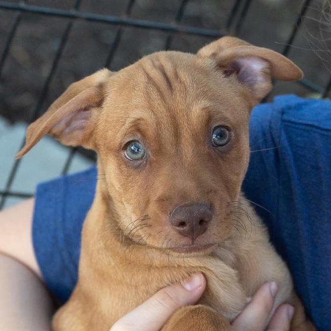 Brown Pitbull Lab Mix Puppies