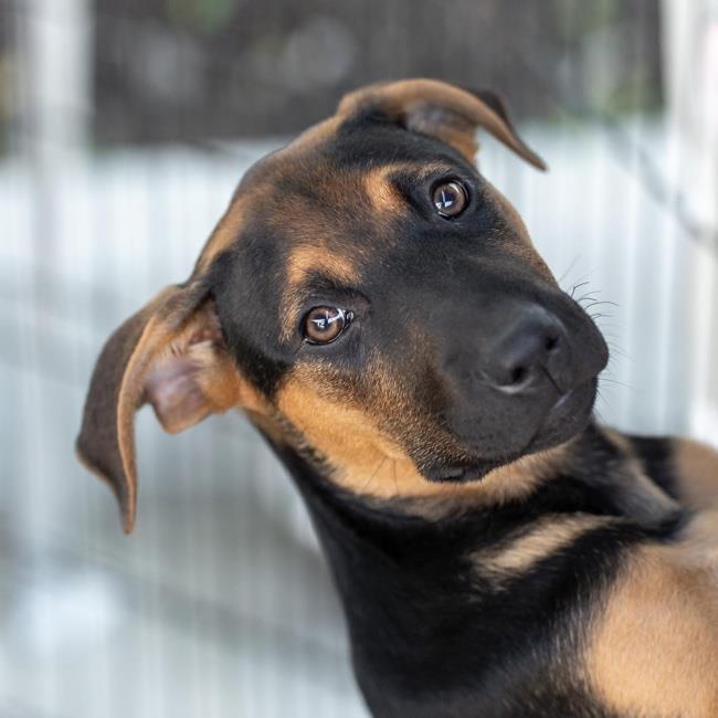 Doberman Black Lab Mix Puppy
