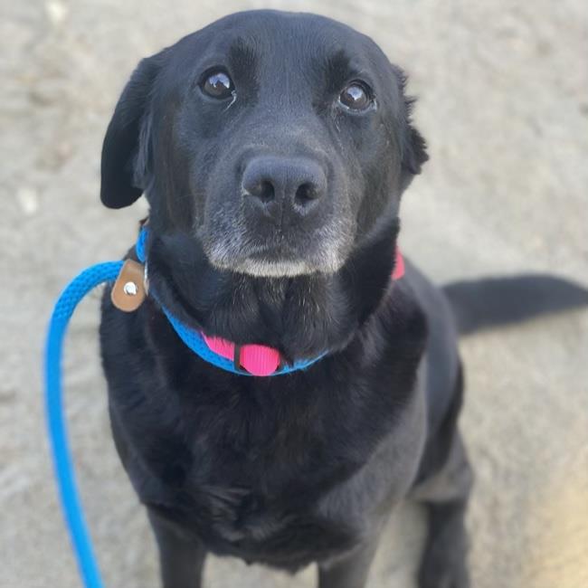 Dogs For Adoption – Labs and More