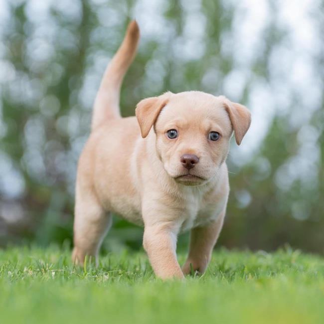 Labs and More – Adopt a Rescue Dog or Puppy Today