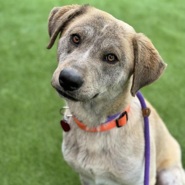 Dogs For Adoption - Labs and More